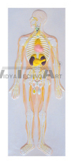 The relief model of nervous system and endocrine glands